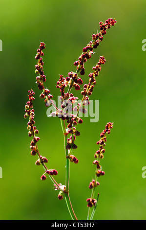 L'oseille de brebis - une fleur sauvage vivace UK Banque D'Images
