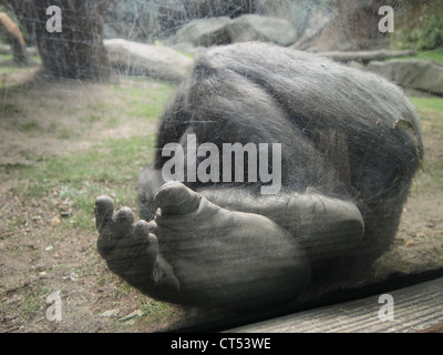 Close-up de dormir les pieds de gorille au zoo du Bronx, Bronx, New York USA 18 avril 2012, © Katharine Andriotis Banque D'Images