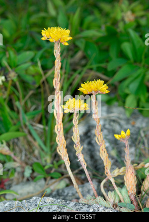 ROCK STONECROP Sedum forsterianum (Crassulacées) Banque D'Images