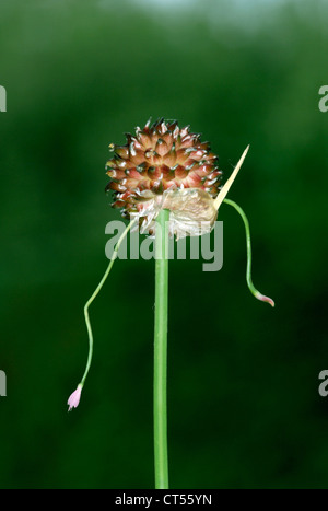 Oignon sauvage Allium vineale (Liliaceae) Banque D'Images