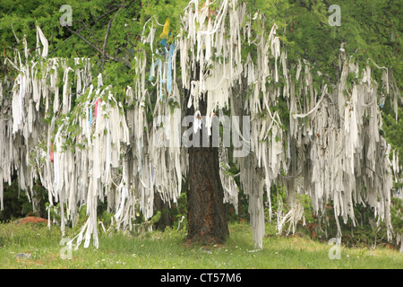 Arbre sacré, Ulagansky pass, l'Altaï, en Sibérie, Russie Banque D'Images