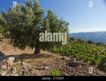 Arbre généalogique olive contre collines calabraises de vignes sous ciel bleu Banque D'Images