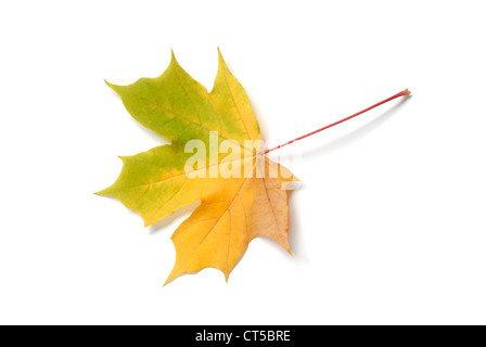 Macro de feuille d'automne sur fond blanc Banque D'Images