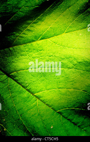 Vert feuille fond macro texture avec un espace réservé au texte ou image. Banque D'Images