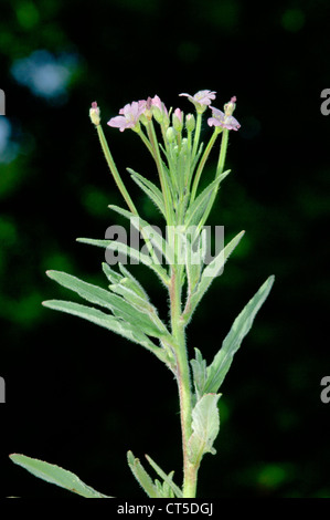 Epilobium parviflorum (ÉPILOBE DES Onograceae) Banque D'Images