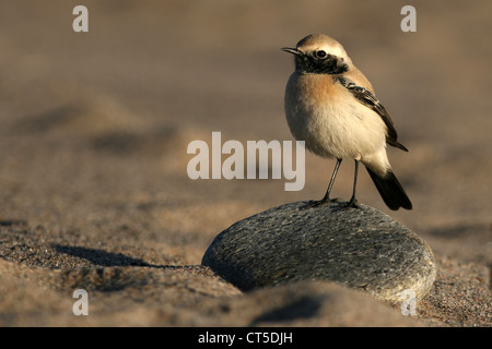 Traquet du désert (Oenanthe deserti) prises dans Girdleness, Aberdeenshire, Ecosse. Une visite rare oiseau pour cette partie du monde Banque D'Images