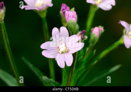 Epilobium parviflorum (ÉPILOBE DES Onograceae) Banque D'Images