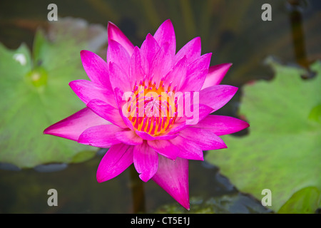 Lotus violet sur fond vert feuille Banque D'Images