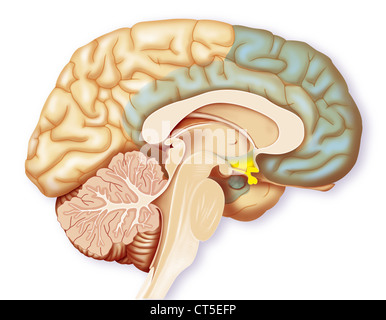 CERVEAU, DESSIN Banque D'Images