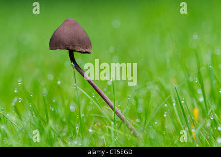 Un mottlegill (Panaeolus fimicola) croissant dans la rosée-laden herbe à Clumber Park, Nittinghamshire. Octobre. Banque D'Images