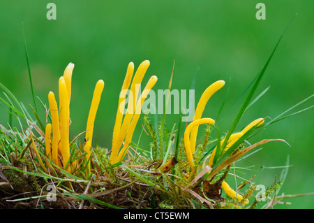 Les fusées d'or (champignons Clavulinopsis fusiformis) croissant dans l'herbe à Clumber Park, Nottinghamshire. Octobre. Banque D'Images