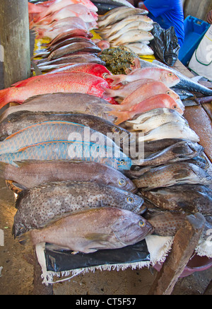 Le poisson frais sur le marché aux poissons de Maputo Banque D'Images