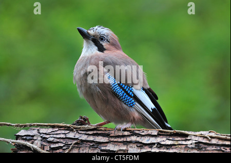 Eurasian Jay (Garrulus glandarius) perché sur tronc d'arbre Banque D'Images