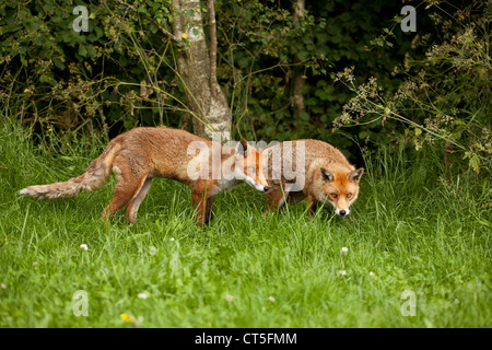 Deux renards à la tombée de la chasse Banque D'Images