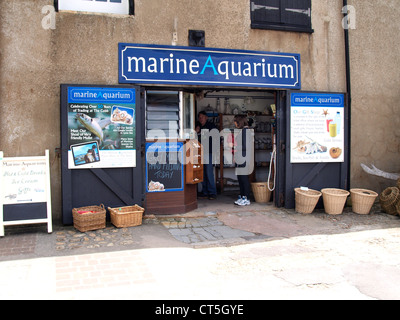 Marine Aquarium, Lyme Regis, dans le Dorset, UK Banque D'Images