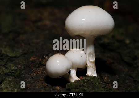 Un groupe de jeunes frais champignons en porcelaine (Oudemansiella mucida) croissant sur un beech tree in Clumber Park, Nottinghamshire. Octobre. Banque D'Images