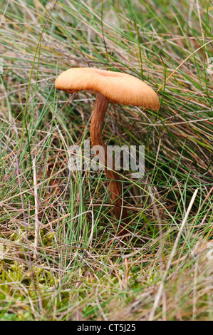 Un séducteur scurfy (Laccaria proxima) croissant dans les prairies à Clumber Park, Nottinghamshire. Octobre. Banque D'Images