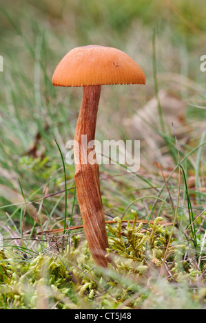 Un séducteur scurfy (Laccaria proxima) croissant dans les prairies à Clumber Park, Nottinghamshire. Octobre. Banque D'Images