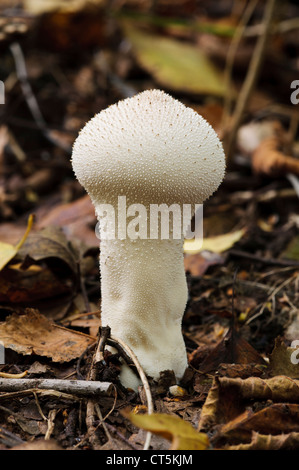 Une vesse-de-commune (Lycoperdon perlatum) croissant dans la litière à Anston Stones Wood, dans le Yorkshire du Sud. Octobre. Banque D'Images