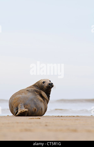 Une femelle adulte de phoques gris (Halichoerus grypus) situé sur la plage juste au-dessus de la ligne de surf au Donna Nook, Lincolnshire. Novembre Banque D'Images