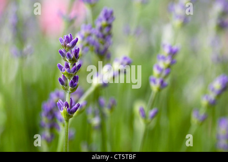 La lavande dans un jardin anglais. Lavandula fleurs. Banque D'Images