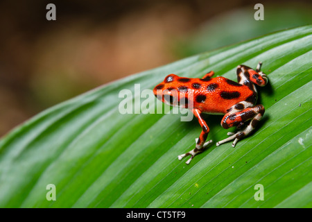 Fraise ou rouge-Poison dart frog (Oophaga pumilio anciennement dendrobates pumilio) sur Isla Bastimentos, Bocas del Toro, PANAMA. Banque D'Images