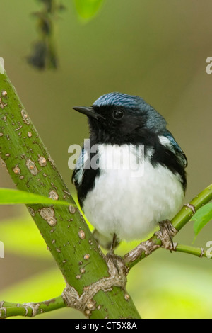 Homme Paruline bleue durant la migration de printemps Banque D'Images