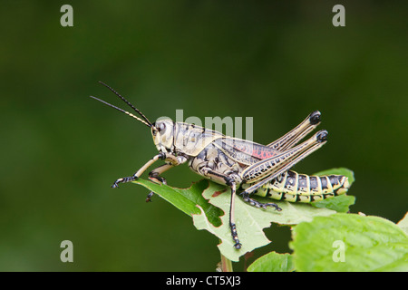 L'Est de l'Adultes Lubber Grasshopper se nourrissant des feuilles Banque D'Images