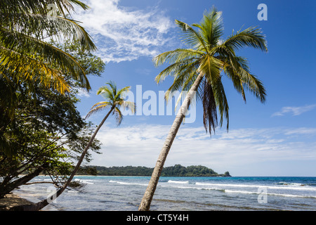 L'océan des Caraïbes contre lavages côte bordée de palmiers sur Isla Bastimentos, Bocas del Toro, PANAMA. Banque D'Images