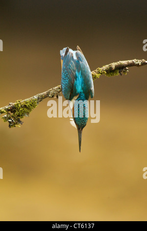 Kingfisher Alcedo atthis, plongée sous-marine, d'une direction générale, Worcestershire, Angleterre, RU Banque D'Images