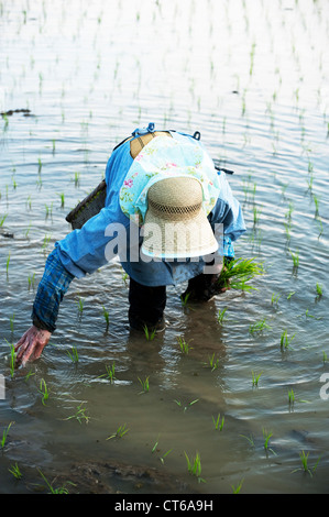 Une vieille femme japonaise part la plantation du riz dans une rizière humide. Banque D'Images