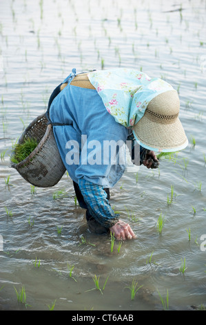 Une vieille femme japonaise part la plantation du riz dans une rizière humide. Banque D'Images