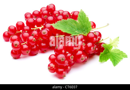Bouquet de groseille rouge sur fond blanc Banque D'Images