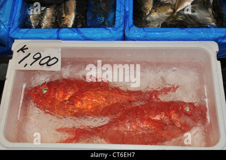 Poissons frais sous la glace le marché aux poissons de Tsukiji à Tokyo Japon Asie Banque D'Images