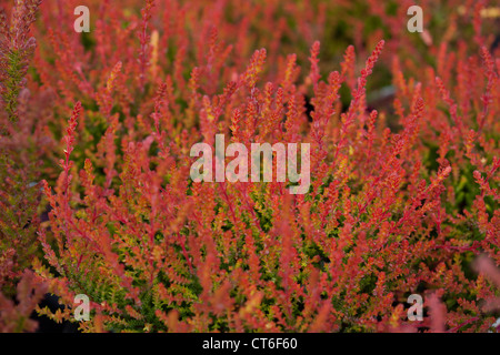 Calluna Vulgaris Jardin plantes dans Flamingo heather Garden Centre Scotland UK Banque D'Images