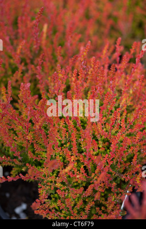 Calluna Vulgaris Jardin plantes dans Flamingo heather Garden Centre Scotland UK Banque D'Images