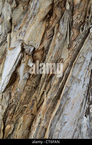 La texture de l'écorce des arbres melaleuca (arbuste) Banque D'Images