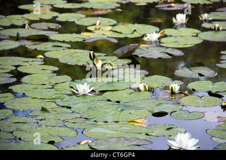 Water Lily Pads sur Bruntis - Ecosse Loch à Galloway Banque D'Images