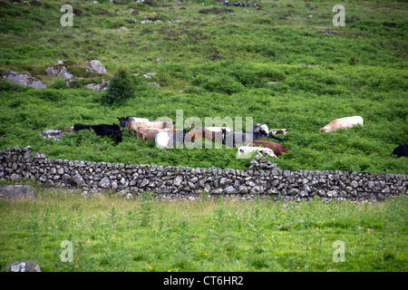Le bétail a diminué dans Culvennan Galloway - Ecosse Banque D'Images