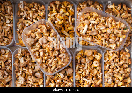 Chanterelles fraîches (Pfifferlinge, Cantharellus cibarius) en vente dans la Hauptmarkt (Place du marché), Nuremberg, Bavière, Allemagne Banque D'Images