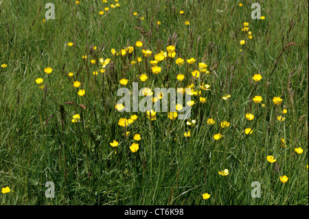 Terrain buttercup Ranunculus acris floraison dans une prairie d'été Banque D'Images