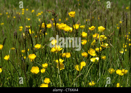 Terrain buttercup Ranunculus acris floraison dans une prairie d'été Banque D'Images