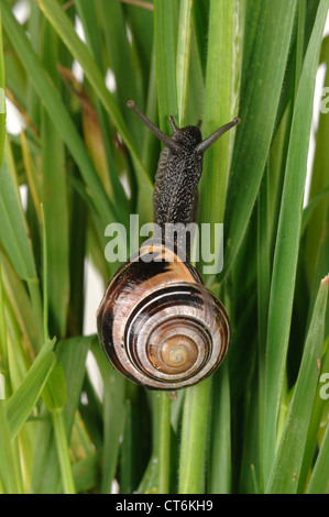 Marqués avec assurance sous forme d'un dark-lipped bagués (escargot Cepaea nemoralis) sur les feuilles d'herbe Banque D'Images