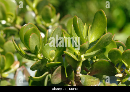 Feuilles succulentes d'un arbre d'argent ou d'argent plante Crassula ovata Banque D'Images