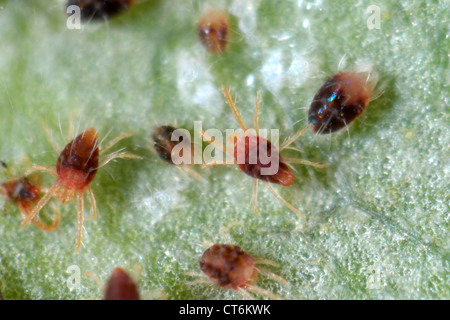 Carmine acariens (Tetranychus cinnabarinus) infestation et dommages à une feuille de rose Banque D'Images