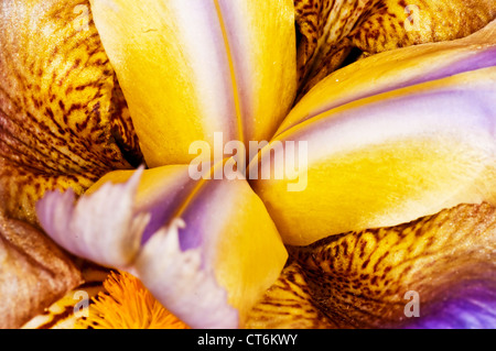 Iris, macro de la fleur Banque D'Images