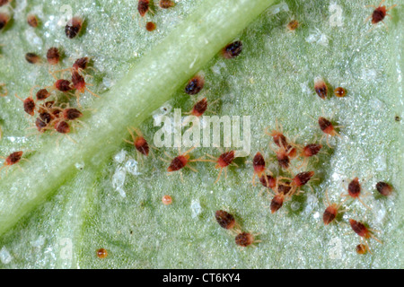 Carmine acariens (Tetranychus cinnabarinus) infestation et dommages à une feuille de rose Banque D'Images