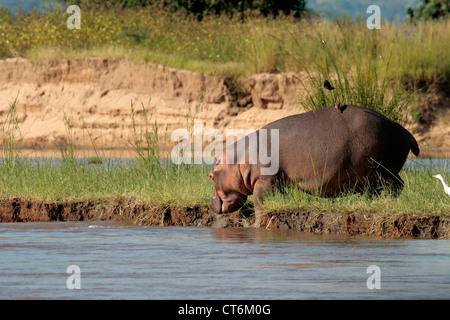 Balades sur les bords de la rivière d'hippopotame Banque D'Images