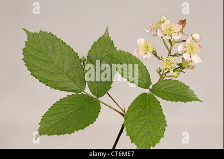 Ou Blackberry bramble Rubus fruticosus feuilles et fleurs Banque D'Images