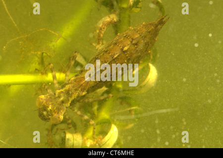 Le sud de Hawker Aeshna cyanea larve de libellule dans l'eau de l'étang sombre Banque D'Images